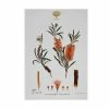 Royal Botanic Gardens Victoria Botanic Tea Towel 50x70cm Bottlebrush