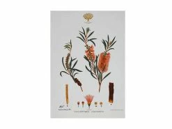 Royal Botanic Gardens Victoria Botanic Tea Towel 50x70cm Bottlebrush