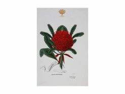 Royal Botanic Gardens Victoria Botanic Tea Towel 50x70cm Telopea