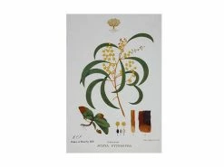 Royal Botanic Gardens Victoria Botanic Tea Towel 50x70cm Wattle
